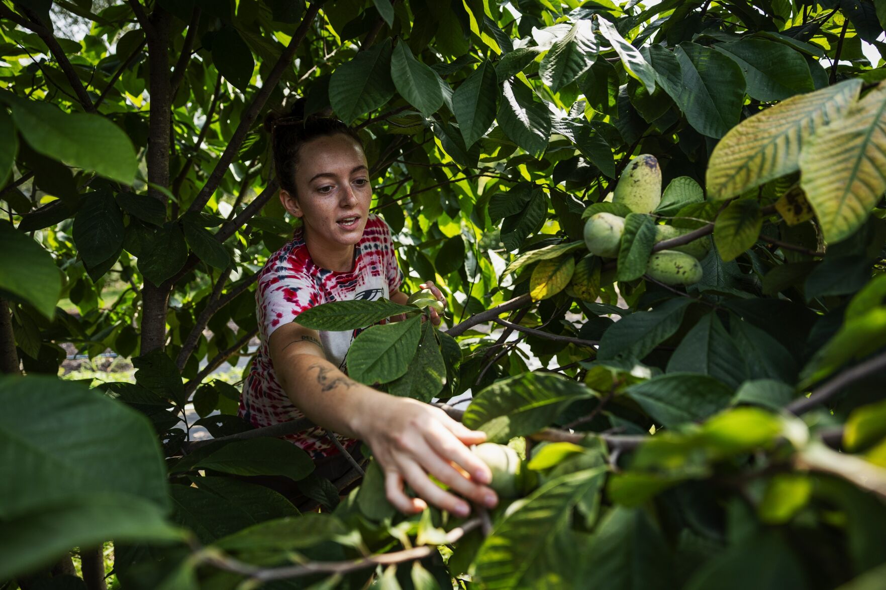 Inside the tropical fruit native to Missouri